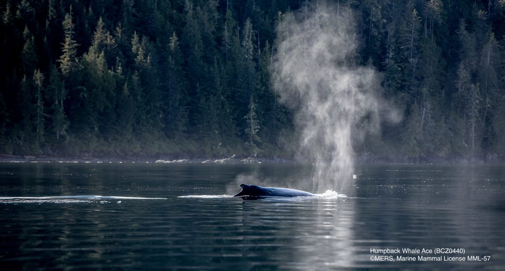 HW 2024 10 08 MERS Bauza 8506